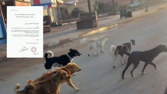 “محمد فكرة يطالب باتخاذ إجراءات عاجلة لمواجهة تهديد الكلاب الضالة في سيدي بنور”