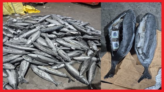 طنجة..ضبط شحنات المخدرات داخل تجاويف كمية من مجسمات للسمك المبرد،