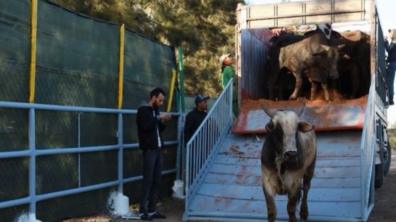 توقف صادرات الأبقار نحو المغرب يربك قطاع اللحوم في إسبانيا